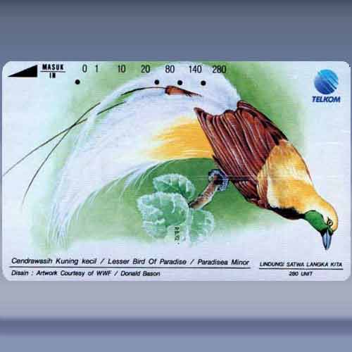 Lesser Bird of Paradise